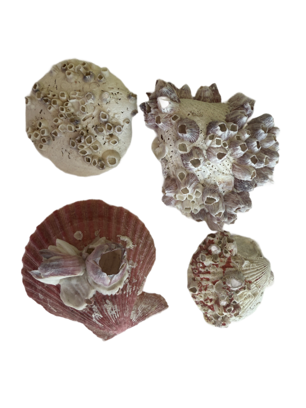 Barnacles