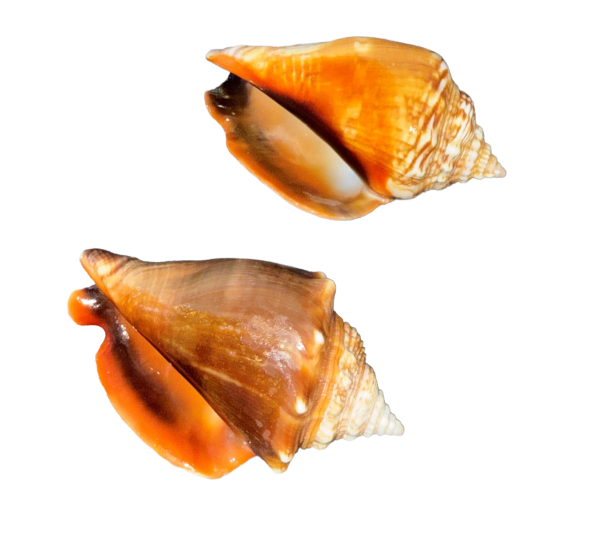 Florida Fighting Conch