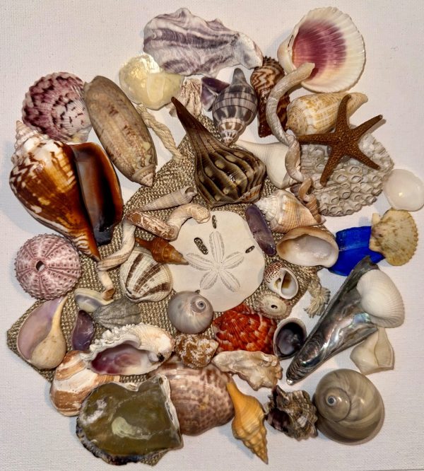 Beginner Shell Bundle