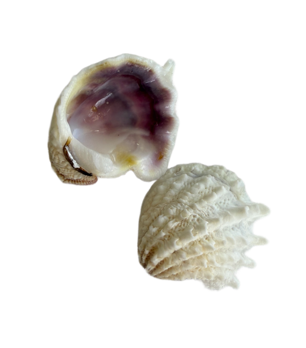 Spiny Jewel Box